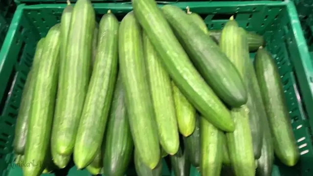 Mit der Gurke die Möse gesprengt!