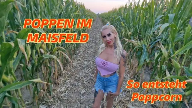 Poppen im Maisfeld, so entsteht Poppcorn