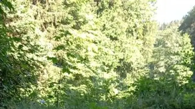 Bisschen fingern im wald geht immer....