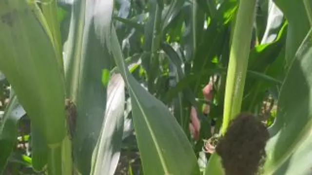 || Ertappt beim hemmungslosen Kolben-Ritt im Maisfeld ||