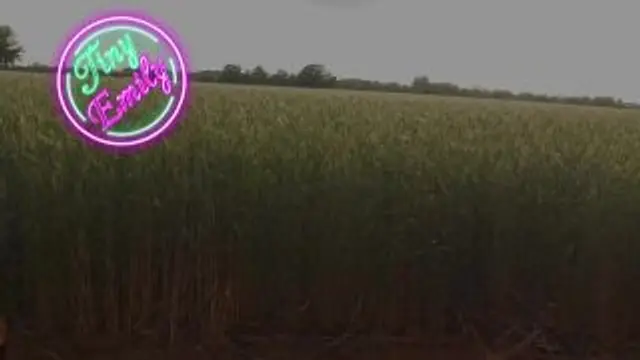 Outdoor USERFICK im Kornfeld!! Geil in den Sommer geritten